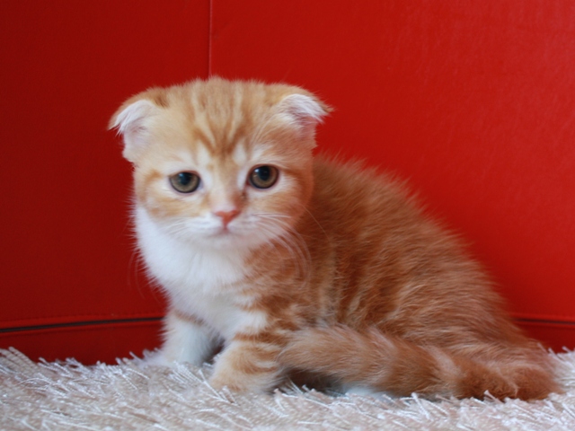 スコティッシュフォールドの子猫