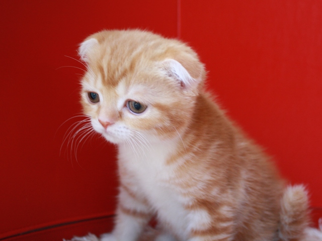 スコティッシュフォールドの子猫