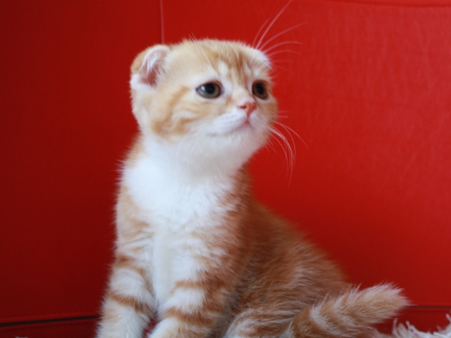 スコティッシュフォールドの子猫