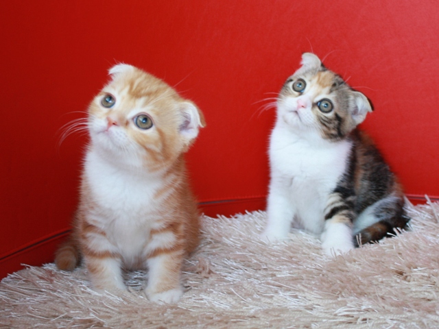 スコティッシュフォールドの子猫