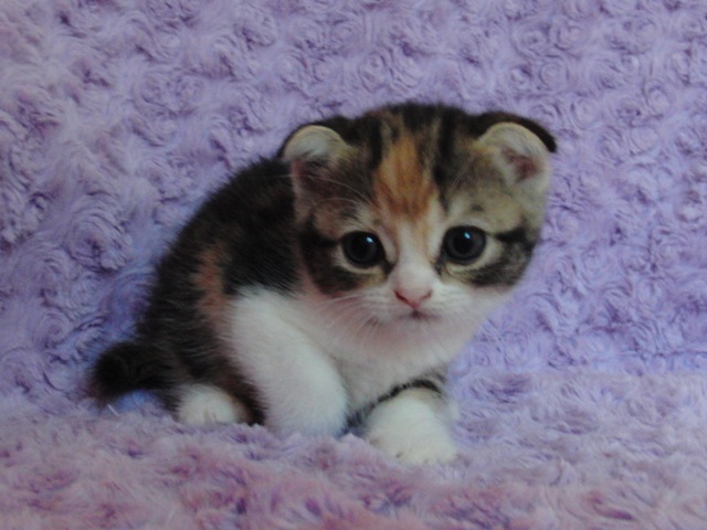 スコティッシュフォールドの子猫