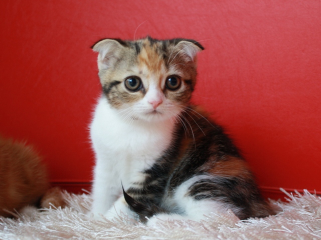 スコティッシュフォールドの子猫