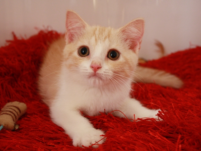 スコティッシュフォールドの子猫