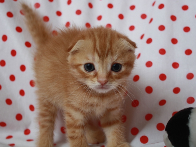 スコティッシュフォールドの子猫