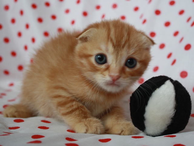 スコティッシュフォールドの子猫