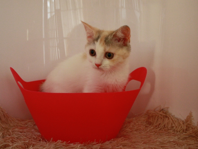 スコティッシュフォールドの子猫