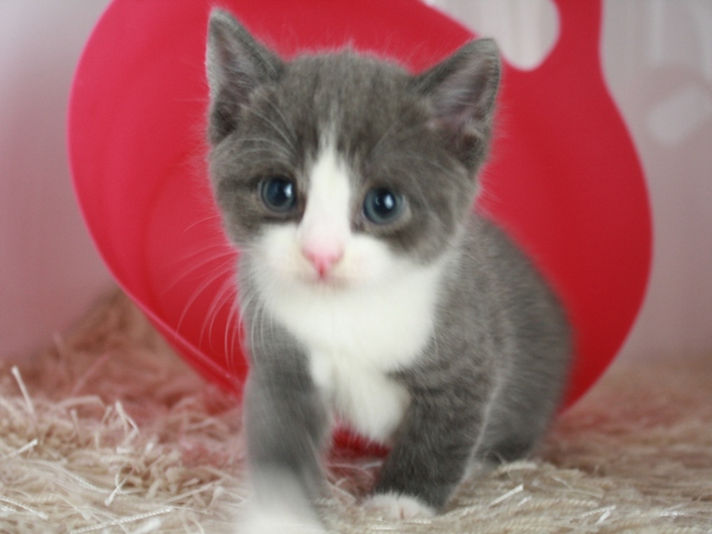 スコティッシュフォールドの子猫