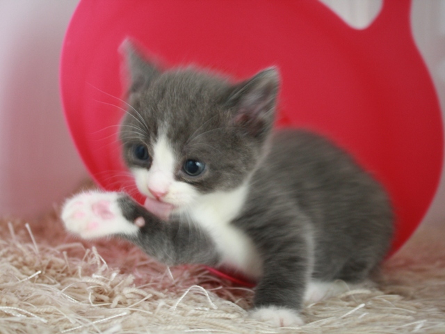 スコティッシュフォールドの子猫