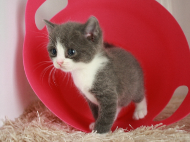 スコティッシュフォールドの子猫