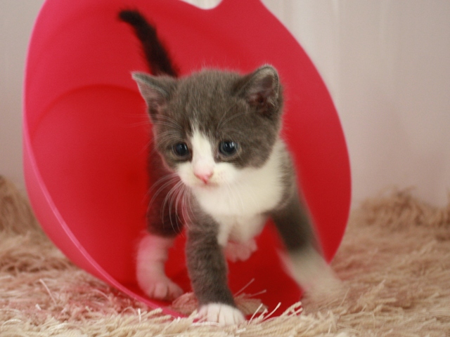 スコティッシュフォールドの子猫