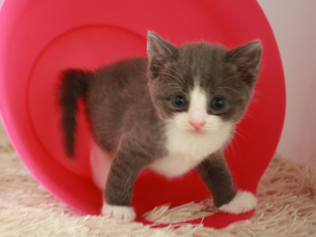 スコティッシュフォールドの子猫
