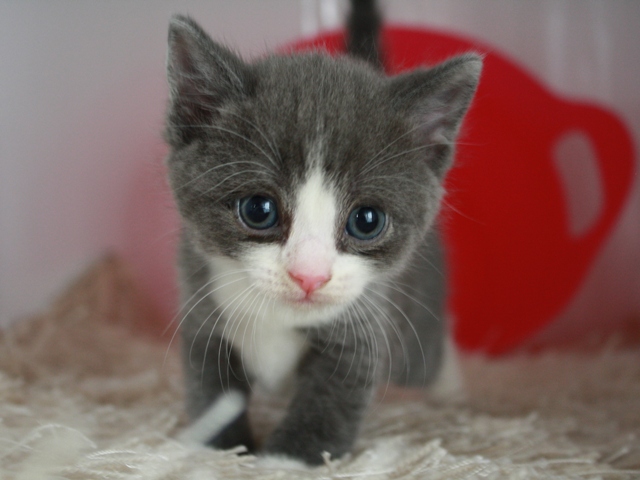 スコティッシュフォールドの子猫