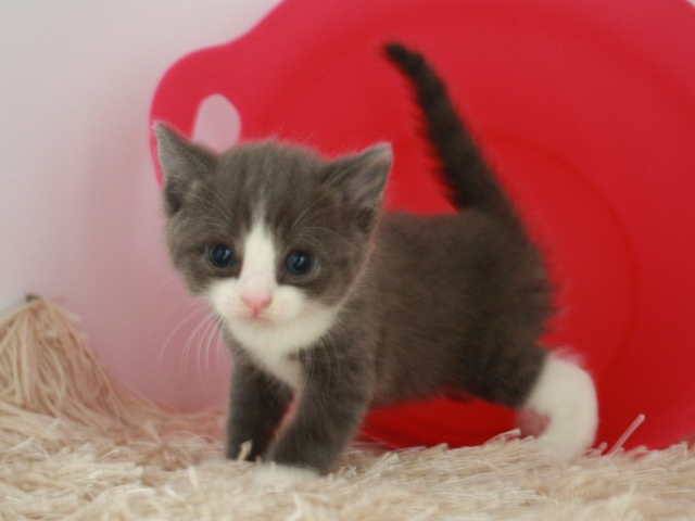 スコティッシュフォールドの子猫