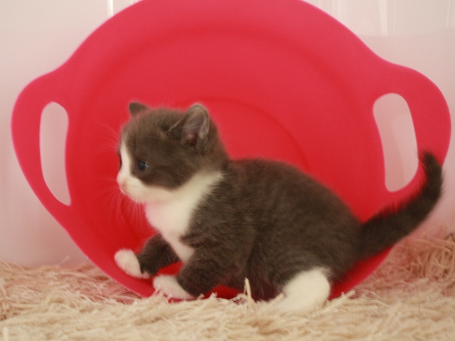 スコティッシュフォールドの子猫