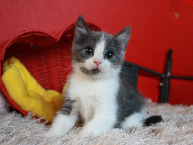 スコティッシュフォールドの子猫