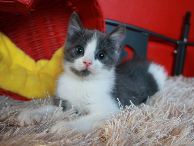 スコティッシュフォールドの子猫