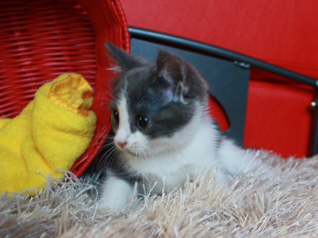 スコティッシュフォールドの子猫