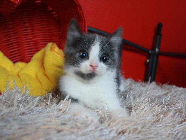 スコティッシュフォールドの子猫