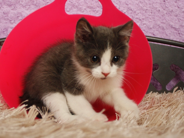 スコティッシュフォールドの子猫