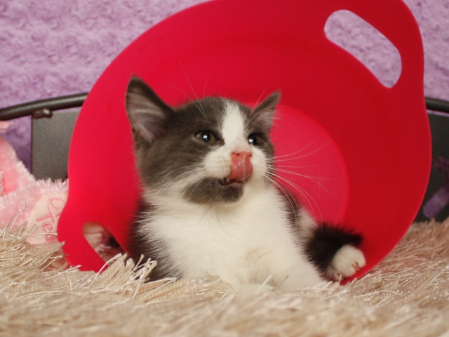 スコティッシュフォールドの子猫