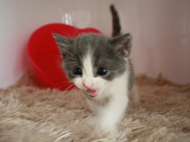 スコティッシュフォールドの子猫