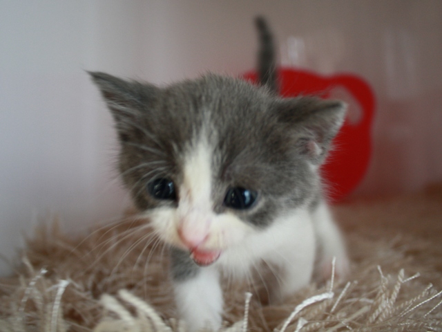 スコティッシュフォールドの子猫