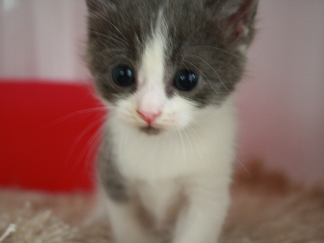 スコティッシュフォールドの子猫