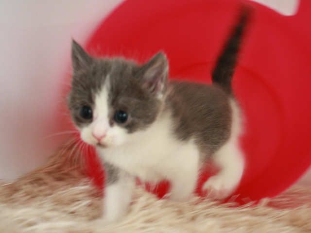 スコティッシュフォールドの子猫