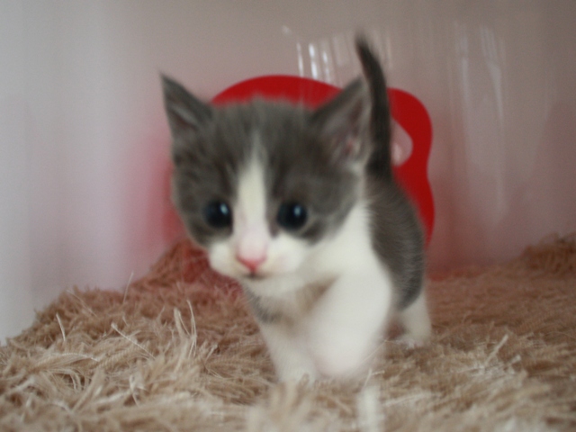 スコティッシュフォールドの子猫