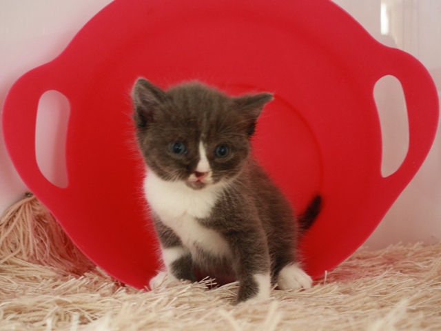 スコティッシュフォールドの子猫