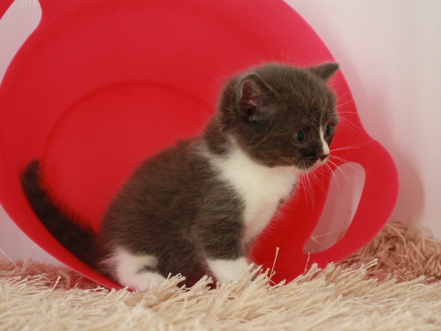 スコティッシュフォールドの子猫