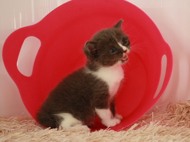 スコティッシュフォールドの子猫