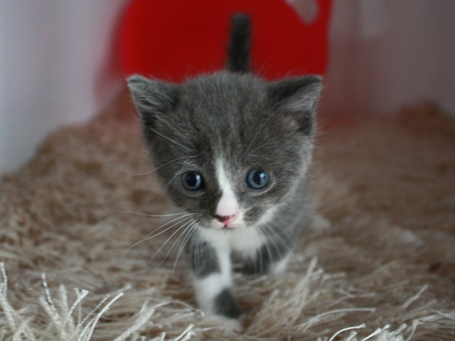 スコティッシュフォールドの子猫