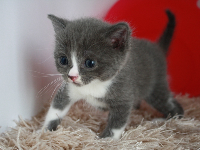 スコティッシュフォールドの子猫