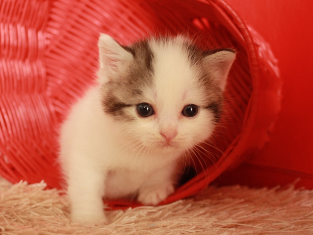 スコティッシュフォールドの子猫