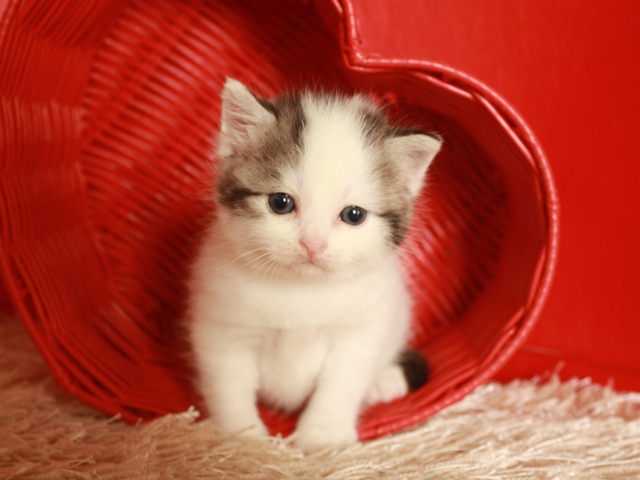 スコティッシュフォールドの子猫