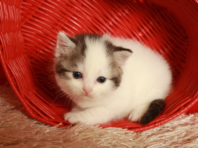 スコティッシュフォールドの子猫