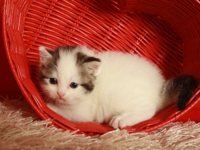 スコティッシュフォールドの子猫