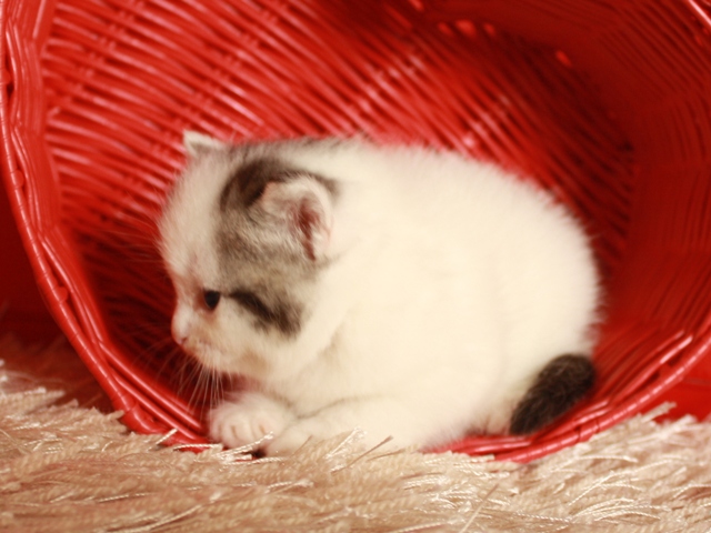 スコティッシュフォールドの子猫