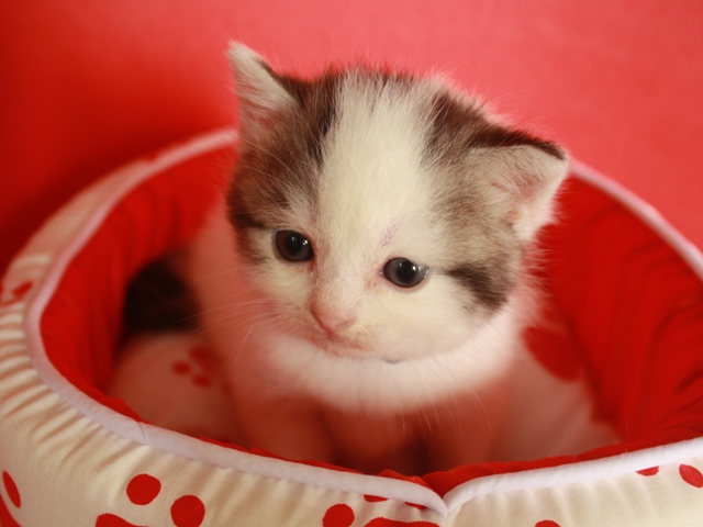 スコティッシュフォールドの子猫