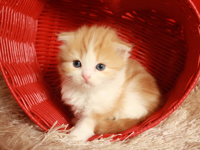 スコティッシュフォールドの子猫