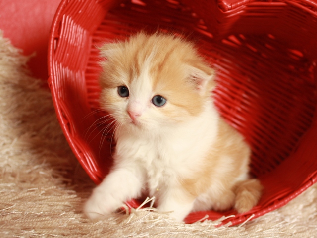 スコティッシュフォールドの子猫