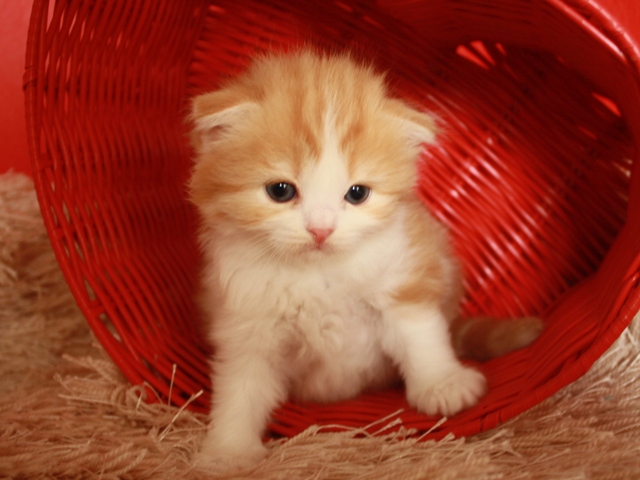 スコティッシュフォールドの子猫