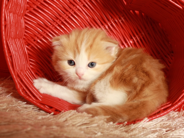 スコティッシュフォールドの子猫