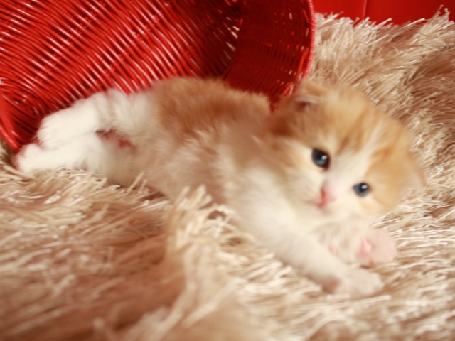 スコティッシュフォールドの子猫