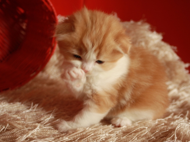 スコティッシュフォールドの子猫
