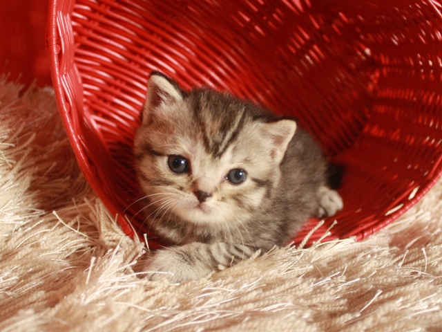 スコティッシュフォールドの子猫