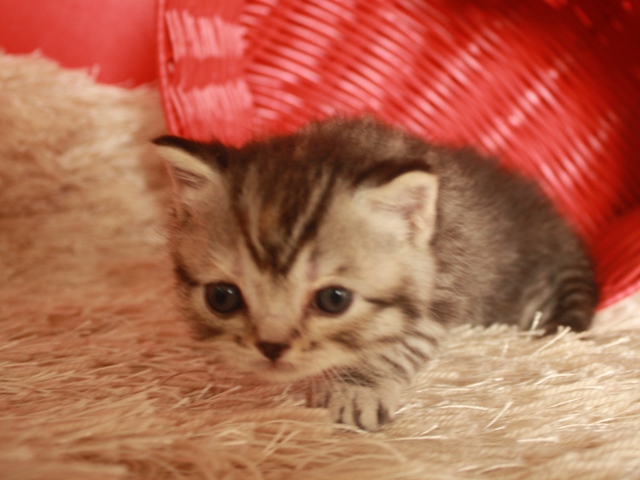 スコティッシュフォールドの子猫