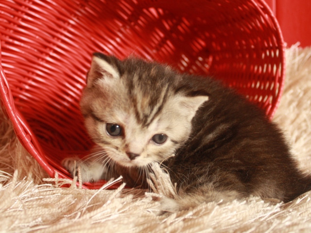 スコティッシュフォールドの子猫