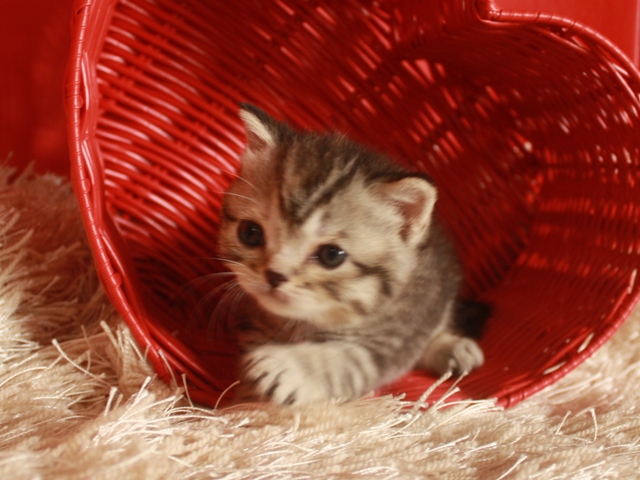スコティッシュフォールドの子猫